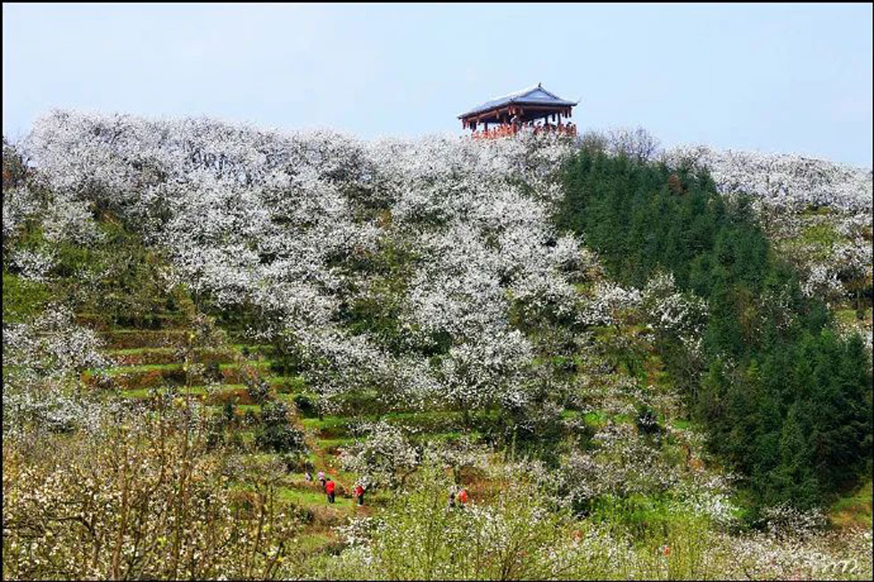 【春天,广西桂林灌阳县向您发出邀请!】我们在灌阳看梨花 - 游山玩水 - 茂名生活社区 - 茂名28生活网 mm.28life.net
