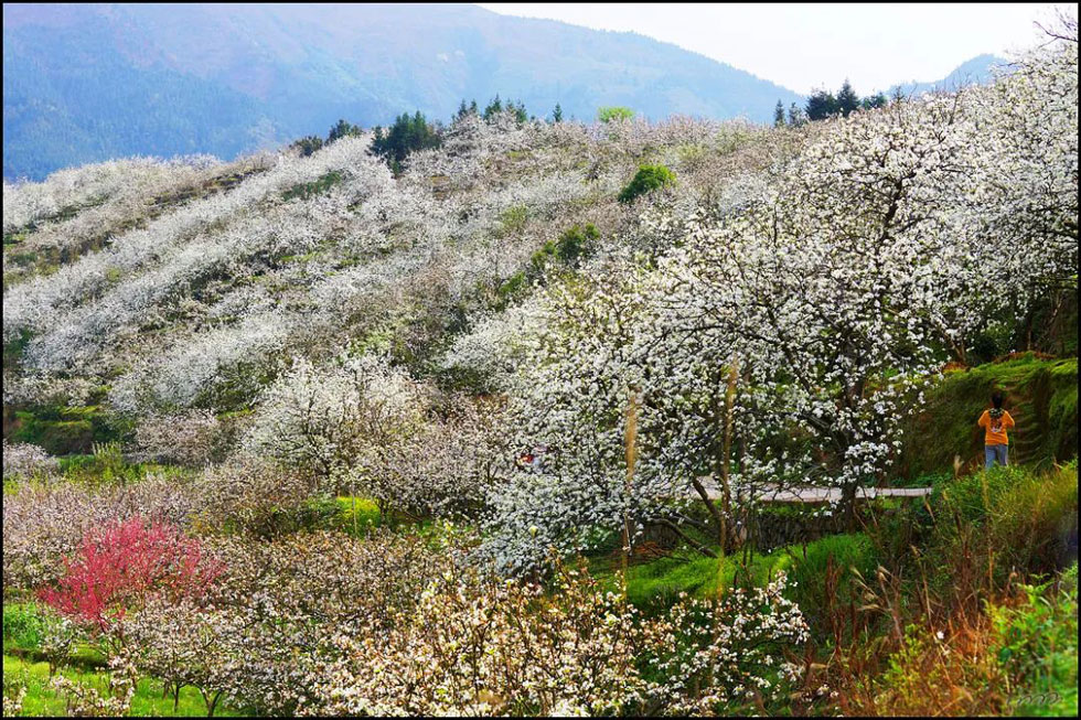 【春天,广西桂林灌阳县向您发出邀请!】我们在灌阳看梨花 - 游山玩水 - 茂名生活社区 - 茂名28生活网 mm.28life.net