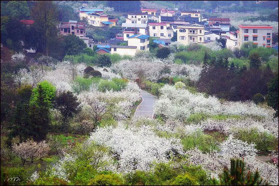 【春天,广西桂林灌阳县向您发出邀请!】我们在灌阳看梨花 - 游山玩水 - 茂名生活社区 - 茂名28生活网 mm.28life.net