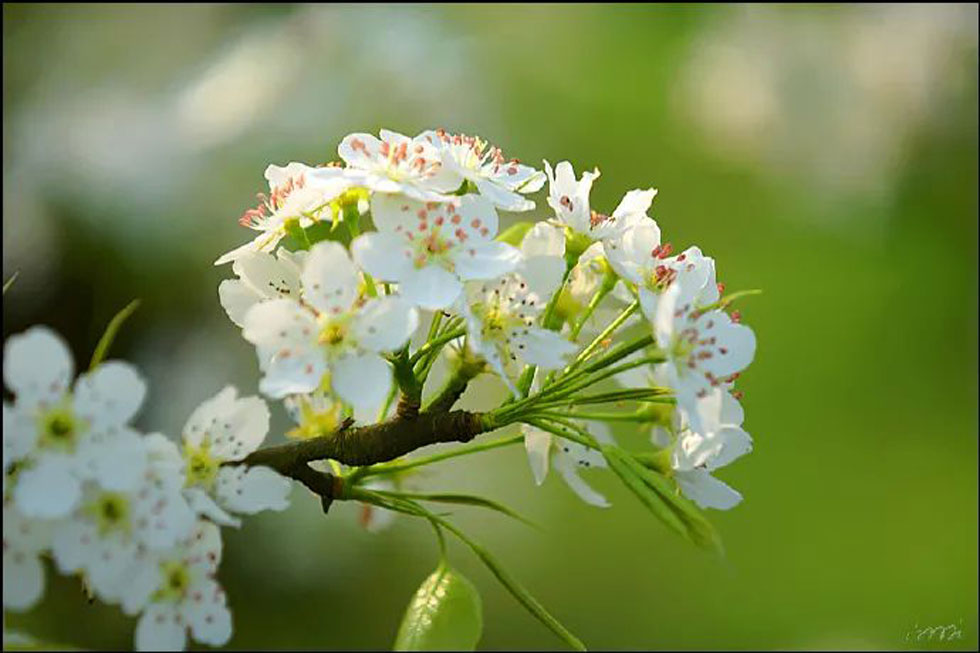 【春天,广西桂林灌阳县向您发出邀请!】我们在灌阳看梨花 - 游山玩水 - 茂名生活社区 - 茂名28生活网 mm.28life.net
