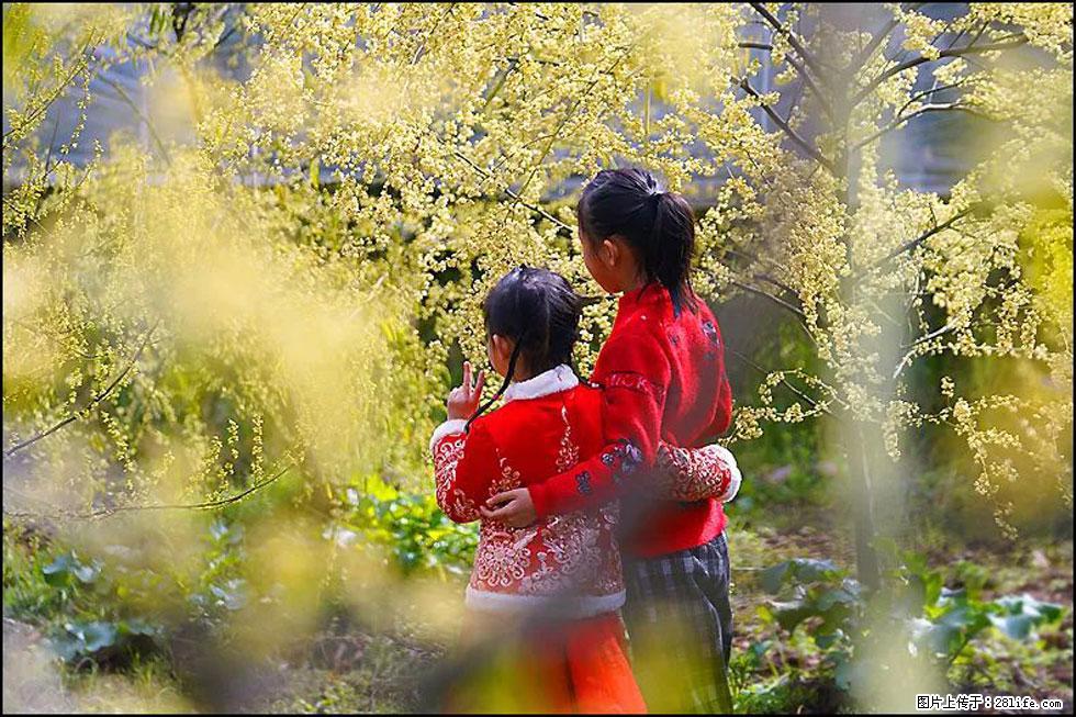 【春天，广西桂林灌阳县向您发出邀请！】米珠山前有片山苍子花在飘香 - 游山玩水 - 茂名生活社区 - 茂名28生活网 mm.28life.net