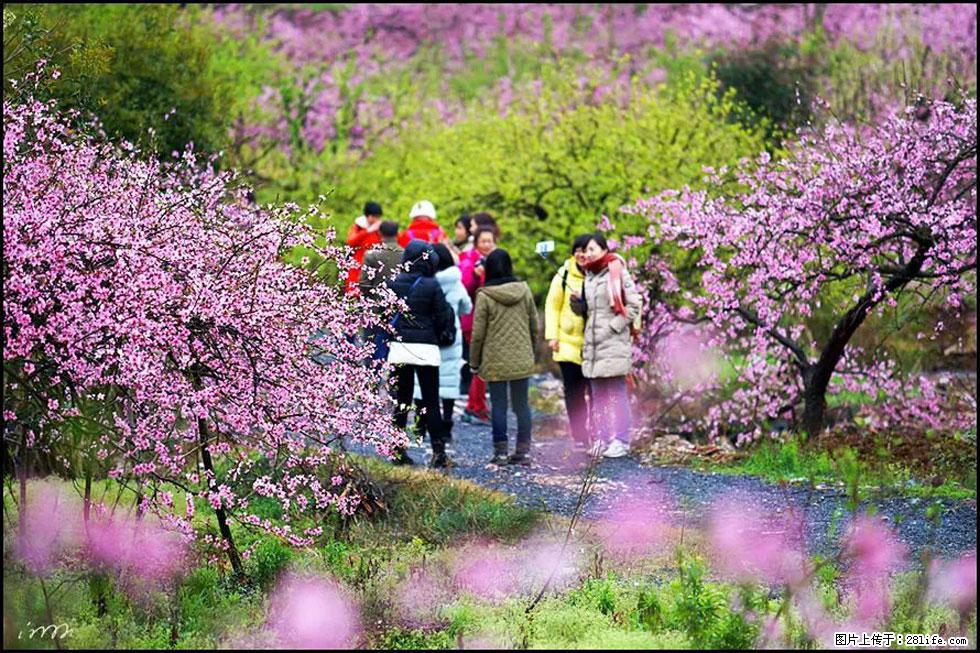 【春天，广西桂林灌阳县向您发出邀请！】官庄村有个醉美的桃花园 - 游山玩水 - 茂名生活社区 - 茂名28生活网 mm.28life.net