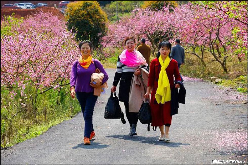 【春天，广西桂林灌阳县向您发出邀请！】官庄村有个醉美的桃花园 - 游山玩水 - 茂名生活社区 - 茂名28生活网 mm.28life.net