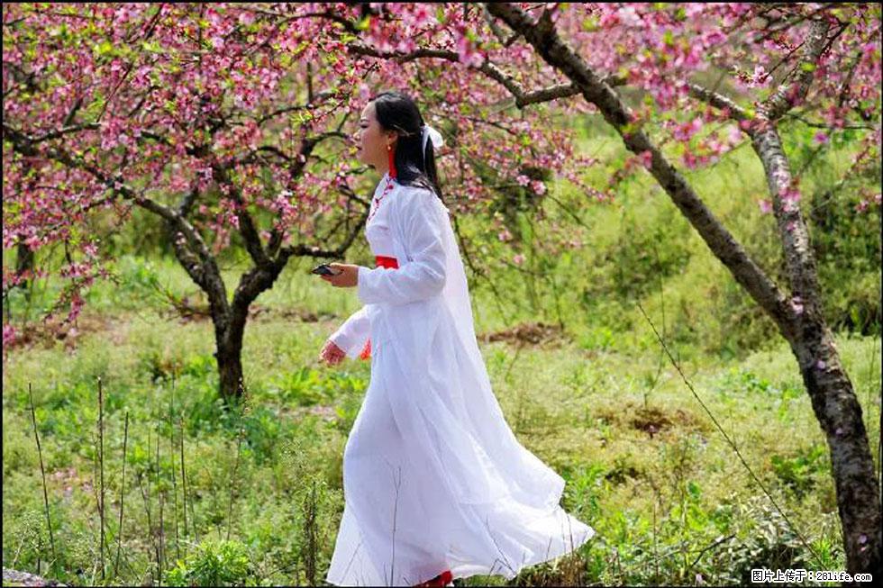 【春天，广西桂林灌阳县向您发出邀请！】官庄村有个醉美的桃花园 - 游山玩水 - 茂名生活社区 - 茂名28生活网 mm.28life.net