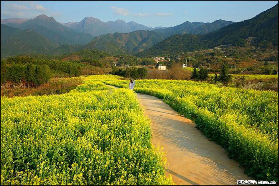 【春天，广西桂林灌阳县向您发出邀请！】长坪村油菜盛情花开 - 游山玩水 - 茂名生活社区 - 茂名28生活网 mm.28life.net