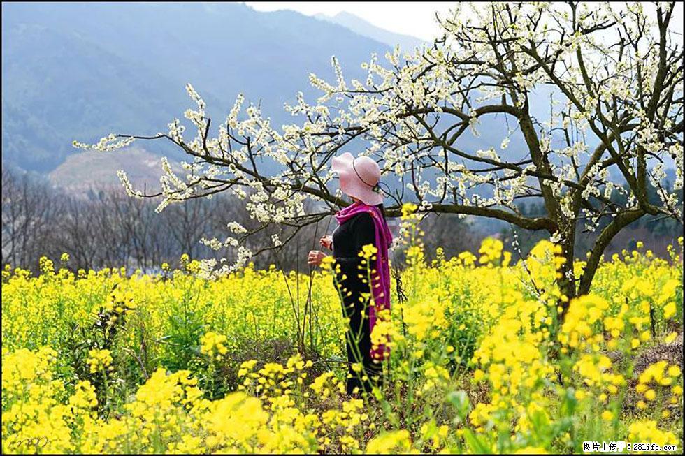 【春天，广西桂林灌阳县向您发出邀请！】长坪村油菜盛情花开 - 游山玩水 - 茂名生活社区 - 茂名28生活网 mm.28life.net
