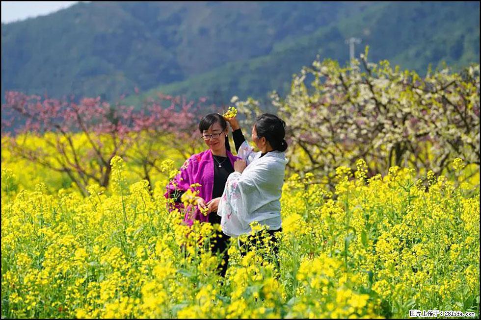 【春天，广西桂林灌阳县向您发出邀请！】长坪村油菜盛情花开 - 游山玩水 - 茂名生活社区 - 茂名28生活网 mm.28life.net