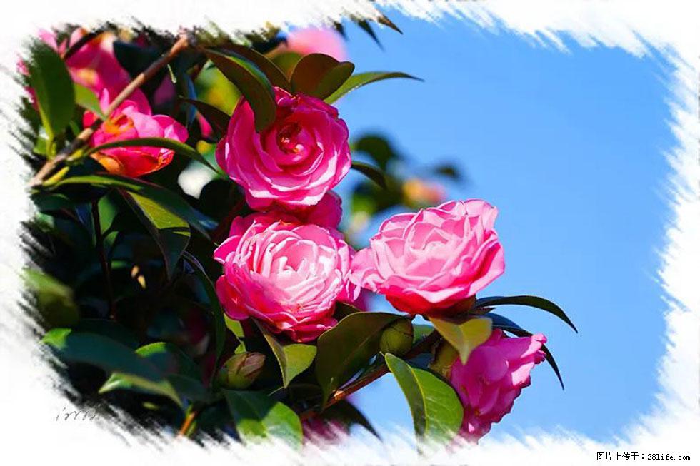 【春天，广西桂林灌阳县向您发出邀请！】杨柳井茶花惹人爱 - 游山玩水 - 茂名生活社区 - 茂名28生活网 mm.28life.net