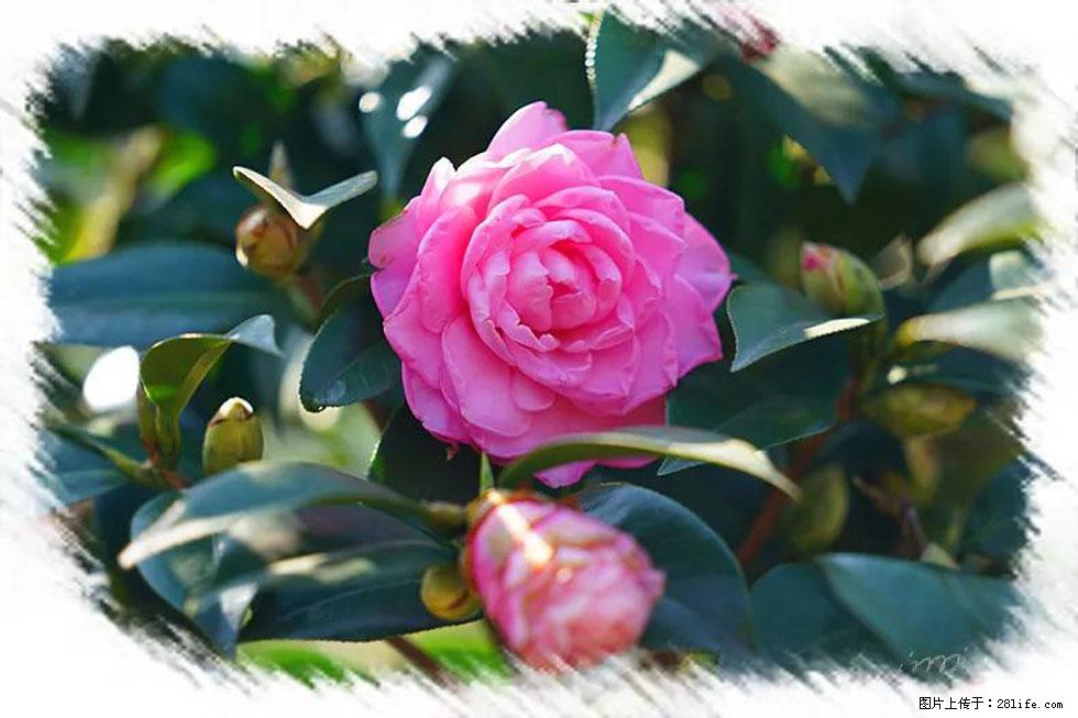 【春天，广西桂林灌阳县向您发出邀请！】杨柳井茶花惹人爱 - 游山玩水 - 茂名生活社区 - 茂名28生活网 mm.28life.net