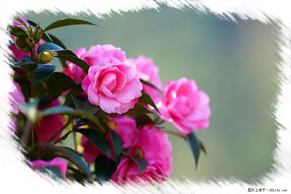 【春天，广西桂林灌阳县向您发出邀请！】杨柳井茶花惹人爱 - 游山玩水 - 茂名生活社区 - 茂名28生活网 mm.28life.net