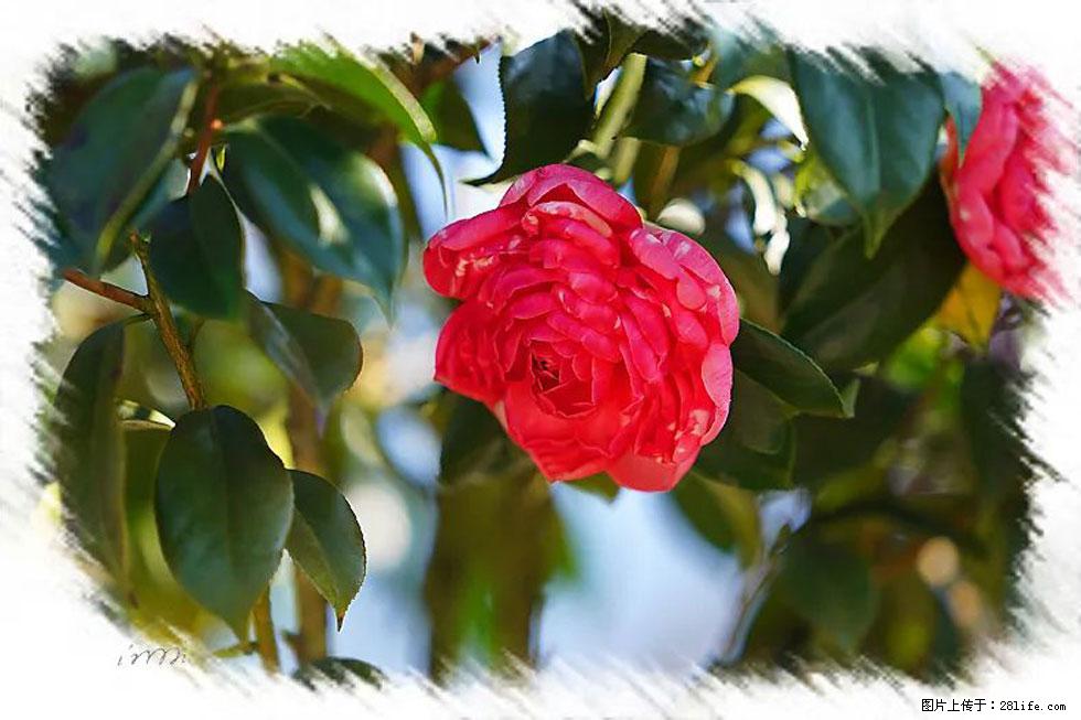 【春天，广西桂林灌阳县向您发出邀请！】杨柳井茶花惹人爱 - 游山玩水 - 茂名生活社区 - 茂名28生活网 mm.28life.net