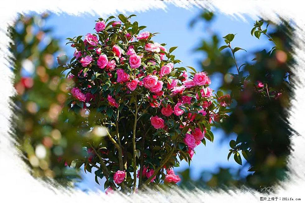 【春天，广西桂林灌阳县向您发出邀请！】杨柳井茶花惹人爱 - 游山玩水 - 茂名生活社区 - 茂名28生活网 mm.28life.net