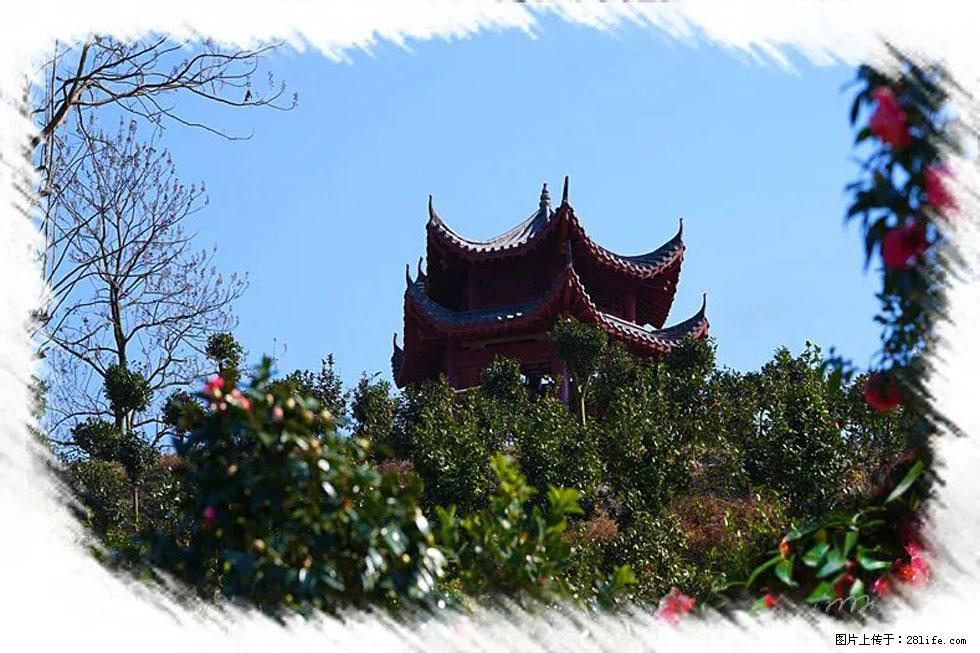 【春天，广西桂林灌阳县向您发出邀请！】杨柳井茶花惹人爱 - 游山玩水 - 茂名生活社区 - 茂名28生活网 mm.28life.net