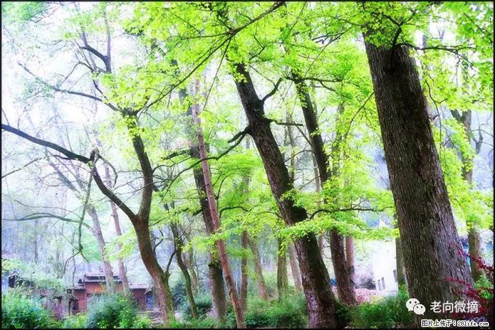【春天，广西桂林灌阳县向您发出邀请！】在小龙村与春天约会 - 游山玩水 - 茂名生活社区 - 茂名28生活网 mm.28life.net