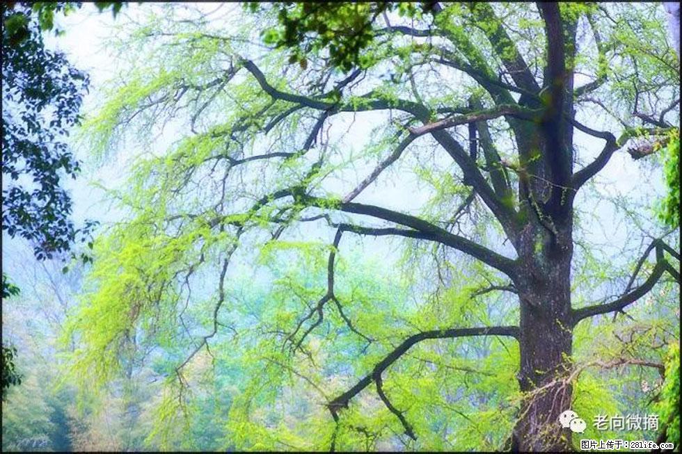 【春天，广西桂林灌阳县向您发出邀请！】在小龙村与春天约会 - 游山玩水 - 茂名生活社区 - 茂名28生活网 mm.28life.net
