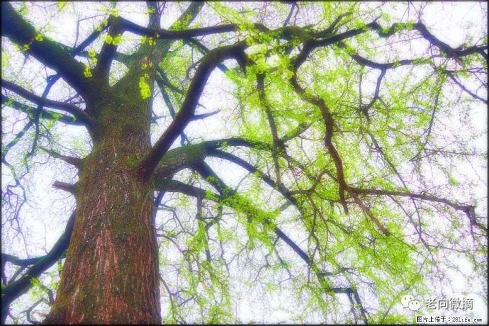 【春天，广西桂林灌阳县向您发出邀请！】在小龙村与春天约会 - 游山玩水 - 茂名生活社区 - 茂名28生活网 mm.28life.net