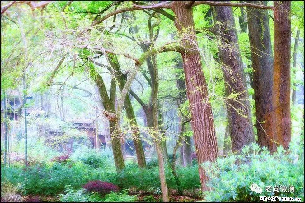 【春天，广西桂林灌阳县向您发出邀请！】在小龙村与春天约会 - 游山玩水 - 茂名生活社区 - 茂名28生活网 mm.28life.net