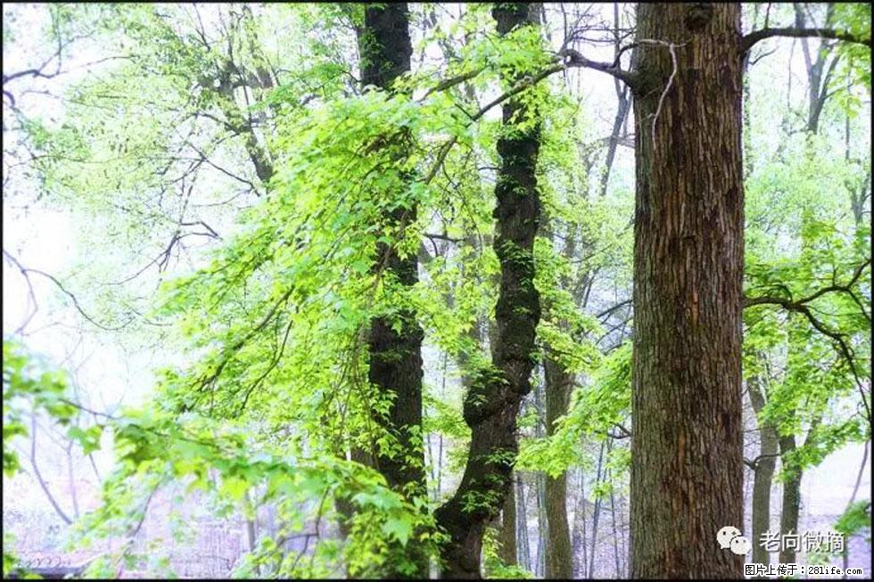 【春天，广西桂林灌阳县向您发出邀请！】在小龙村与春天约会 - 游山玩水 - 茂名生活社区 - 茂名28生活网 mm.28life.net