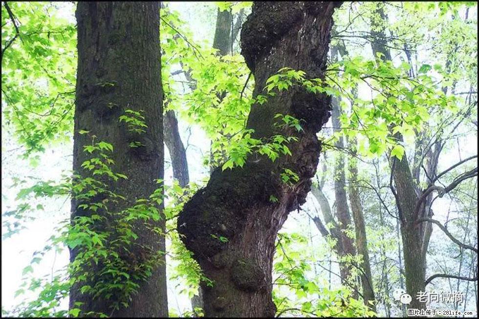 【春天，广西桂林灌阳县向您发出邀请！】在小龙村与春天约会 - 游山玩水 - 茂名生活社区 - 茂名28生活网 mm.28life.net