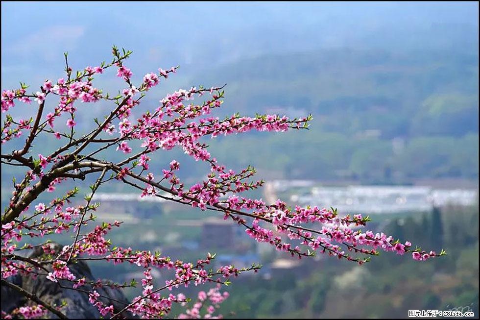 【春天，广西桂林灌阳县向您发出邀请！】望月岭上桃花开 - 游山玩水 - 茂名生活社区 - 茂名28生活网 mm.28life.net
