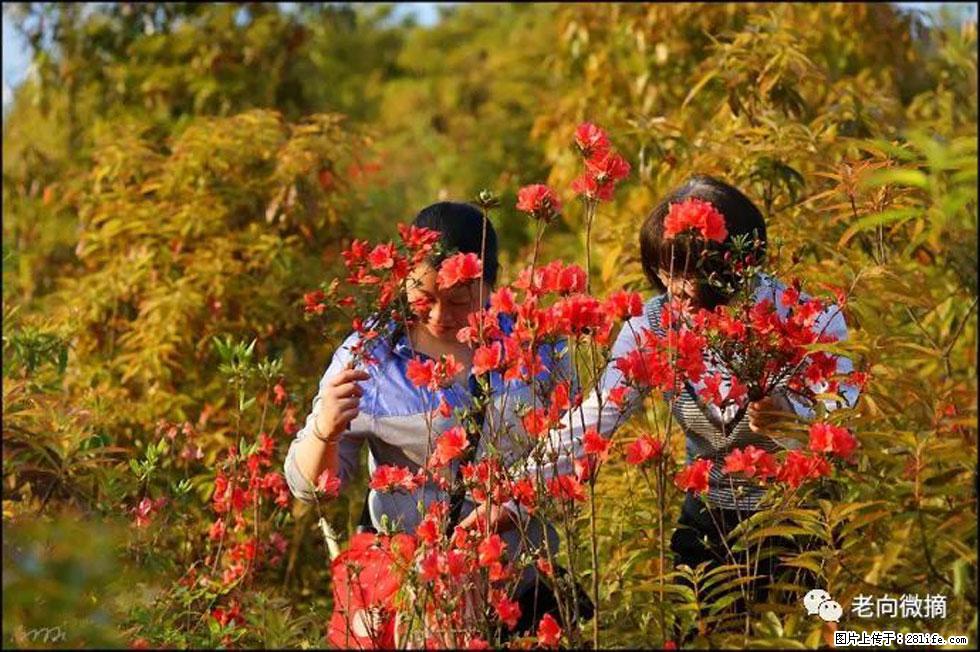 【春天，广西桂林灌阳县向您发出邀请！】登麒麟山，相约映山红 - 游山玩水 - 茂名生活社区 - 茂名28生活网 mm.28life.net