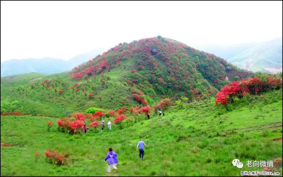 【春天，广西桂林灌阳县向您发出邀请！】宝盖山上映山红 - 游山玩水 - 茂名生活社区 - 茂名28生活网 mm.28life.net