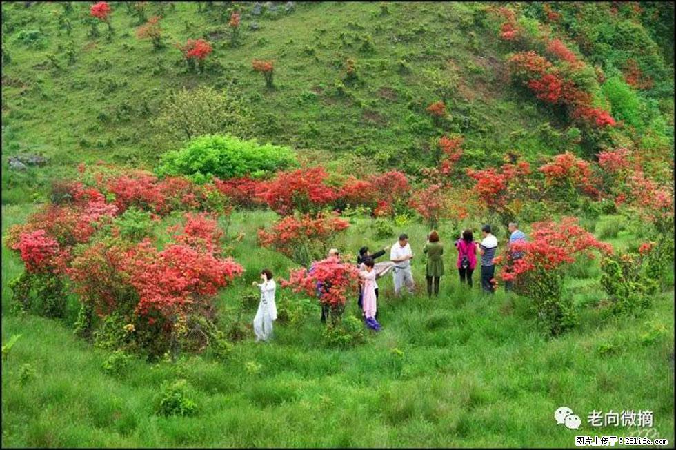 【春天，广西桂林灌阳县向您发出邀请！】宝盖山上映山红 - 游山玩水 - 茂名生活社区 - 茂名28生活网 mm.28life.net