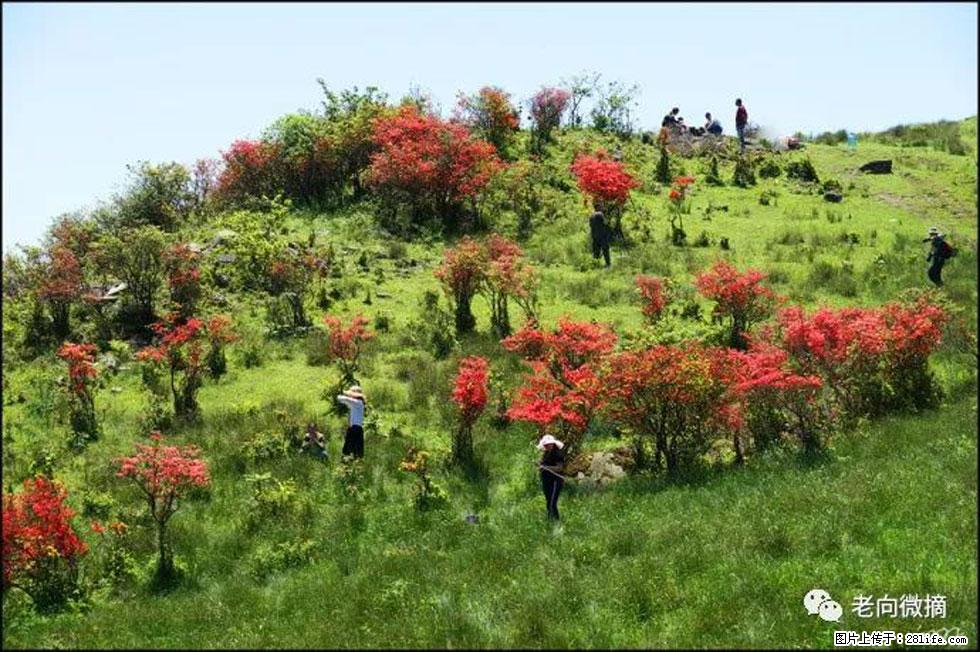 【春天，广西桂林灌阳县向您发出邀请！】宝盖山上映山红 - 游山玩水 - 茂名生活社区 - 茂名28生活网 mm.28life.net