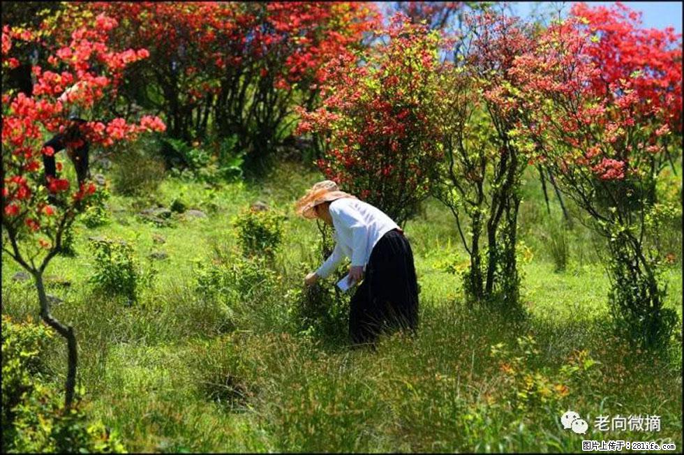 【春天，广西桂林灌阳县向您发出邀请！】宝盖山上映山红 - 游山玩水 - 茂名生活社区 - 茂名28生活网 mm.28life.net