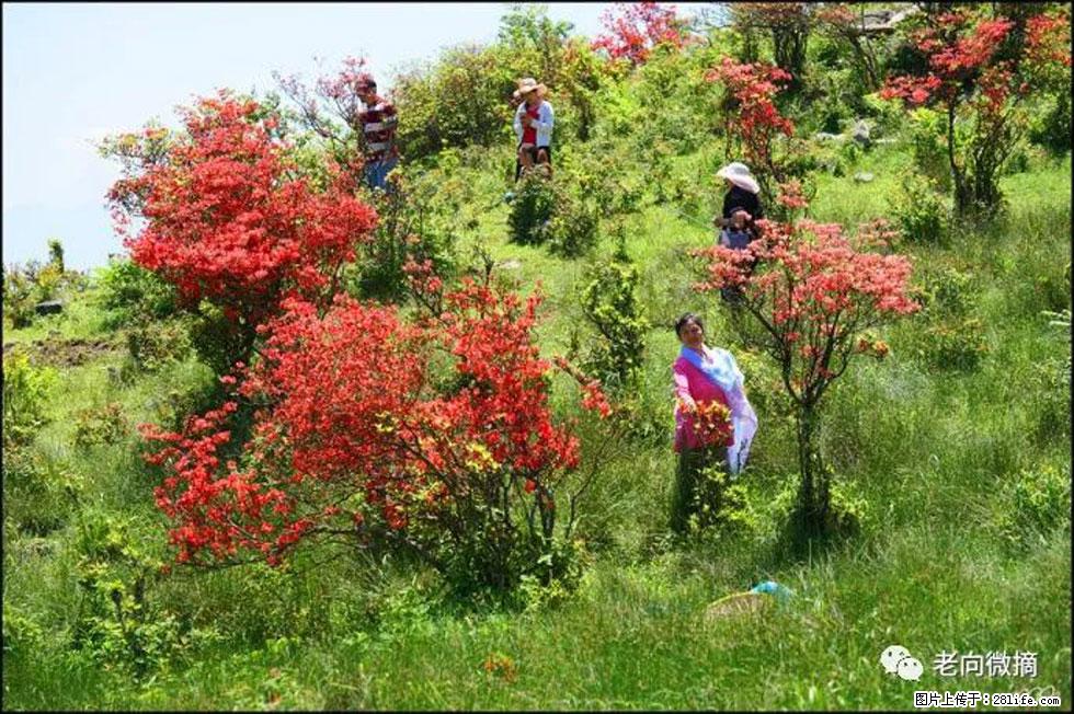 【春天，广西桂林灌阳县向您发出邀请！】宝盖山上映山红 - 游山玩水 - 茂名生活社区 - 茂名28生活网 mm.28life.net