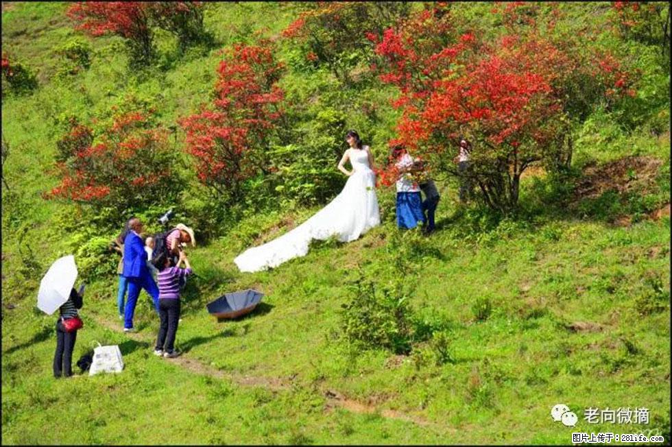 【春天，广西桂林灌阳县向您发出邀请！】宝盖山上映山红 - 游山玩水 - 茂名生活社区 - 茂名28生活网 mm.28life.net