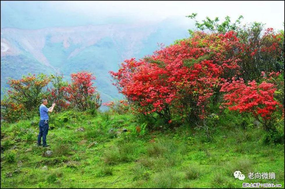 【春天，广西桂林灌阳县向您发出邀请！】宝盖山上映山红 - 游山玩水 - 茂名生活社区 - 茂名28生活网 mm.28life.net