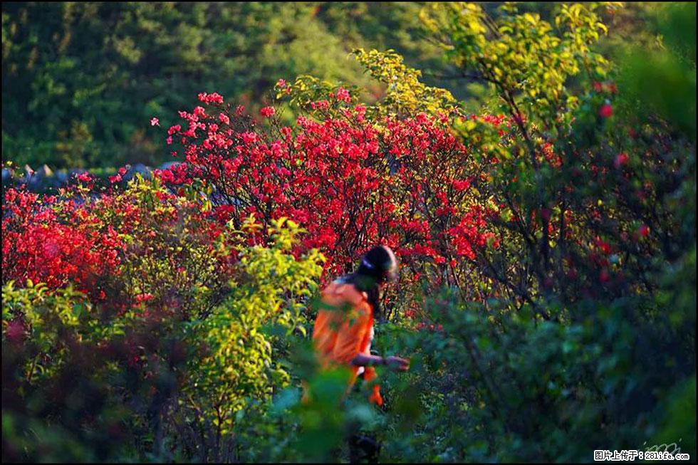 【春天，广西桂林灌阳县向您发出邀请！】春木界上映山红 - 游山玩水 - 茂名生活社区 - 茂名28生活网 mm.28life.net