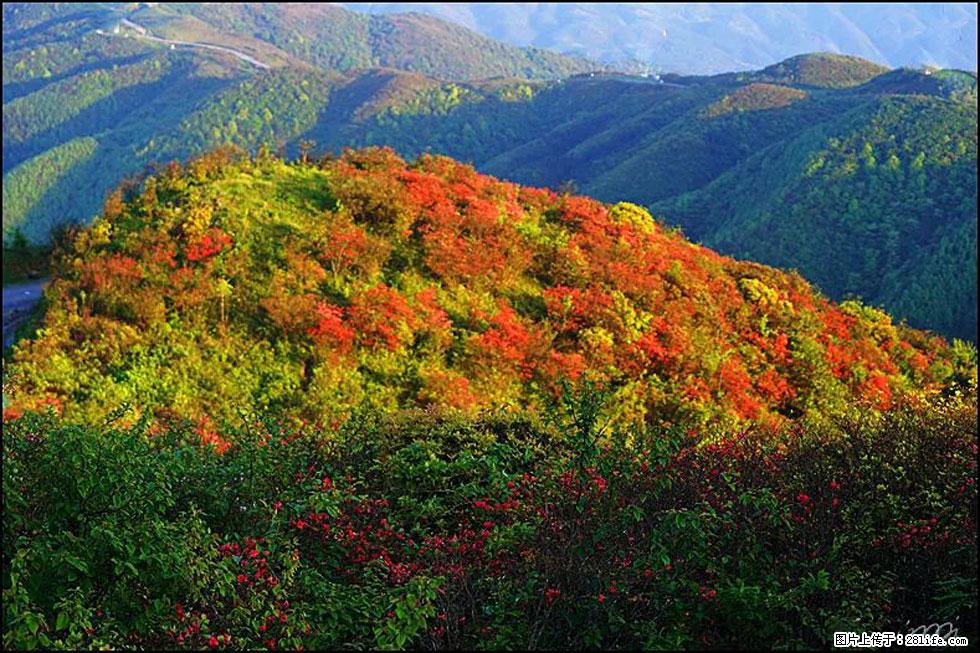 【春天，广西桂林灌阳县向您发出邀请！】春木界上映山红 - 游山玩水 - 茂名生活社区 - 茂名28生活网 mm.28life.net
