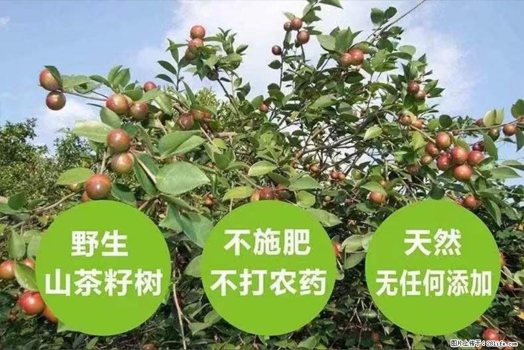 【灌阳县油茶产业示范区】一个有着充实的精神生活的人，对待身外之物自会有一种淡泊的态度 - 土特产 - 饮食特产 - 茂名分类信息 - 茂名28生活网 mm.28life.net