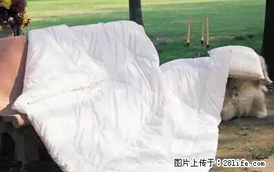 被子有异味？只要这样做，比晒太阳还强100倍！ - 家居生活 - 茂名生活社区 - 茂名28生活网 mm.28life.net