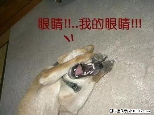 笑癫了！一女的怀孕三年未生，他终于忍不住了... - 娱乐八卦 - 茂名生活社区 - 茂名28生活网 mm.28life.net