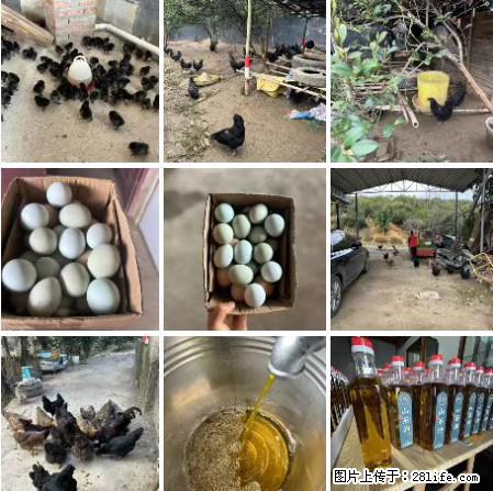 油茶园从小鸡仔开始养起的纯土鸡、土鸡蛋可以预定啦！还有前几天刚榨的纯山茶油哦 - 美食天地 - 茂名生活社区 - 茂名28生活网 mm.28life.net