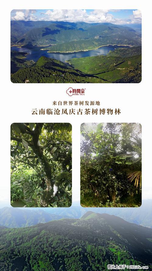 时间果百年古树2025年春红茶 - 购物交流 - 茂名生活社区 - 茂名28生活网 mm.28life.net
