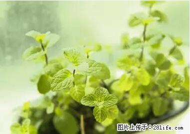 晕车、脚气、牙齿变黄、皮肤粗糙？学会这些三分钟搞定！ - 茂名生活资讯 - 茂名28生活网 mm.28life.net