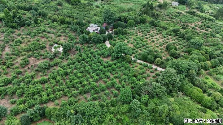 【乡村振兴】文市蜂糖李、黄金奈李迎丰产上市季 甜蜜产业助振兴 - 茂名生活资讯 - 茂名28生活网 mm.28life.net
